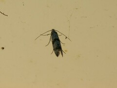 Scythropia crataegella