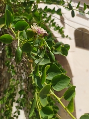 Capparis