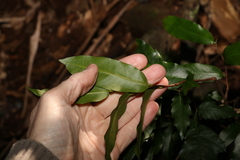 Meiogyne stenopetala