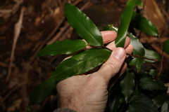 Meiogyne stenopetala