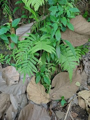 Christella subpubescens