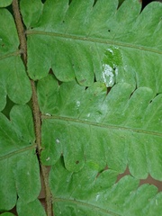 Christella subpubescens