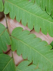 Christella subpubescens