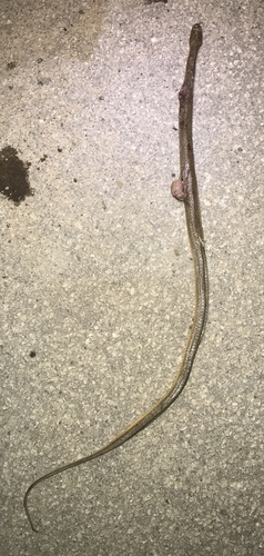 Atretium schistosum