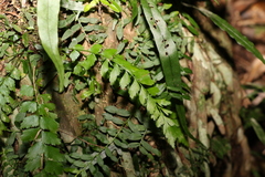 Asplenium polyodon