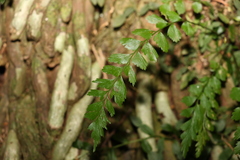 Asplenium polyodon