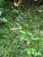 Tadehagi triquetrum