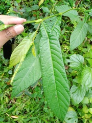 Tadehagi triquetrum