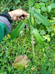 Tadehagi triquetrum