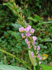 Tadehagi triquetrum