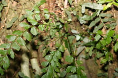 Asplenium polyodon