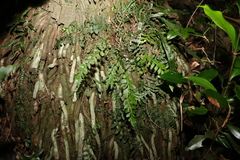 Asplenium polyodon