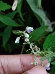 Hylodesmum podocarpum
