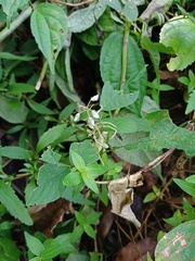 Hylodesmum podocarpum