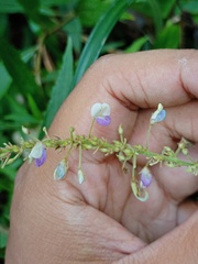 Hylodesmum podocarpum