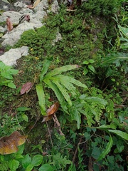 Microsorum membranifolium