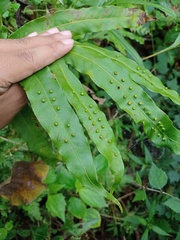 Microsorum membranifolium