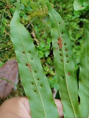 Microsorum membranifolium