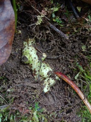 Microsorum membranifolium