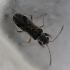 Pseudopachybrachius