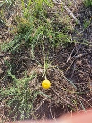 Santolina melidensis