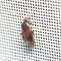Psallus variabilis