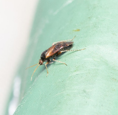 Psallus variabilis