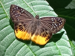 Mooreana trichoneura