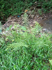 Christella subpubescens