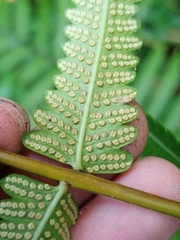 Christella subpubescens