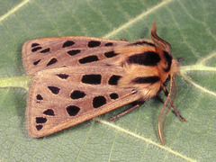 Chelis maculosa
