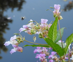 Impatiens glandulifera