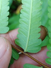 Christella subpubescens