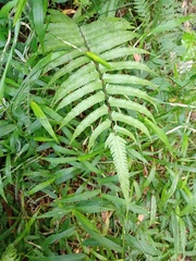 Christella subpubescens