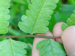 Christella subpubescens