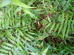 Christella subpubescens