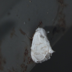 Niphopyralis