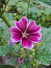 Malva sylvestris