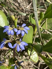 Scaevola calendulacea