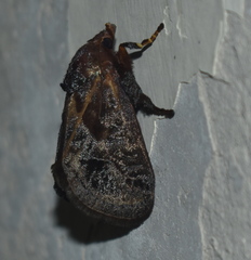 Phocoderma