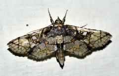 Omphisa anastomosalis