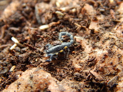 Uroplectes flavoviridis
