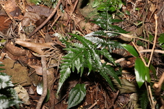 Parapolystichum munitum