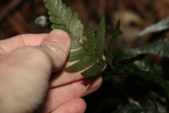 Parapolystichum munitum