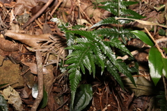 Parapolystichum munitum