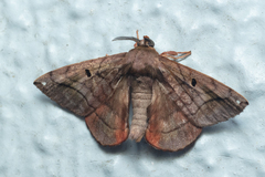 Prismosticta microprisma