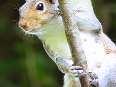 Sciurus carolinensis