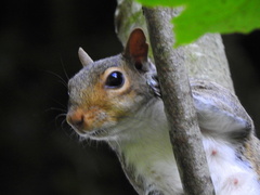 Sciurus carolinensis
