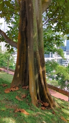 Artocarpus altilis