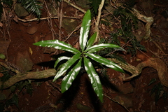 Eupomatia bennettii